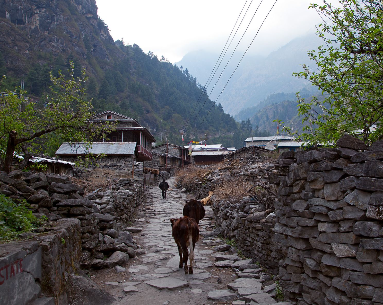 Chamje – Dharapani (1,920m.) 4-5 hours walk
