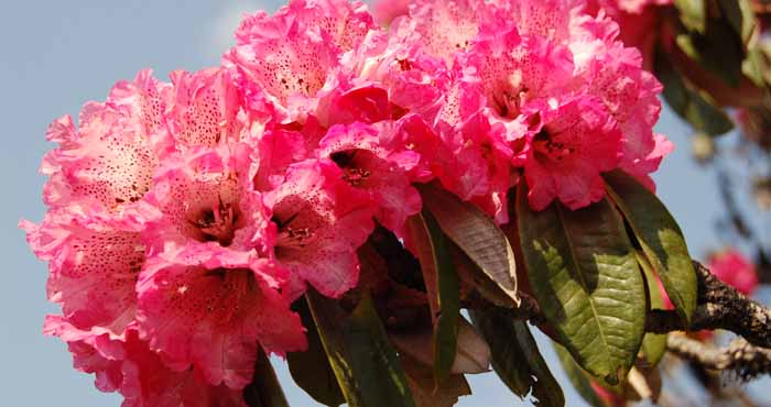 Rhododendron:  The National Flower of Nepal