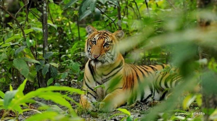 Chitwan National Park