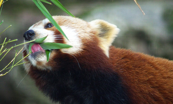 Places in Nepal to enjoy  the nature (Part 2)