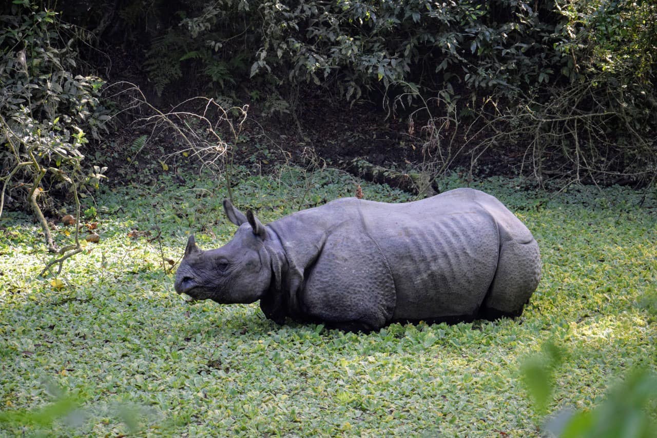 One-honed Rhino in Nepal